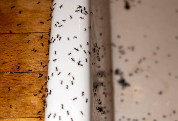 Horace, ND Pest Control Company